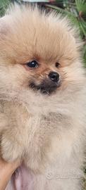 Cucciolo di sptiz tedesco nano/pomerania