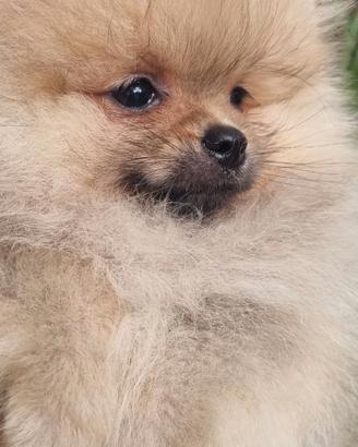 Cucciolo di sptiz tedesco nano/pomerania