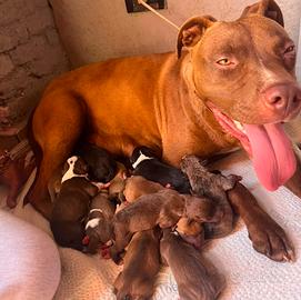 cuccioli phibull 