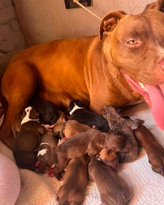 cuccioli phibull 