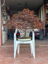 Bonsai acero