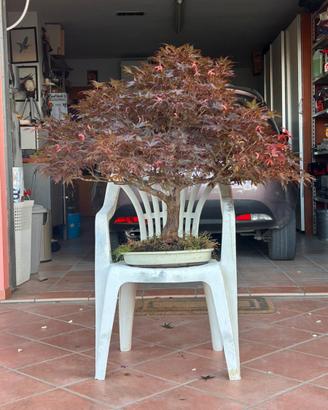 Bonsai acero
