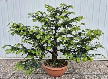 Pre bonsai Tasso