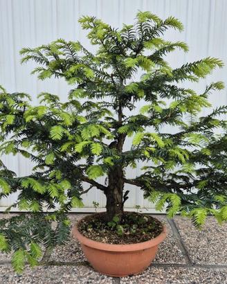 Pre bonsai Tasso