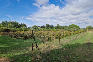 Terreno agricolo piantumato