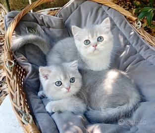 Gattini SCOTTISH blue golden shaded