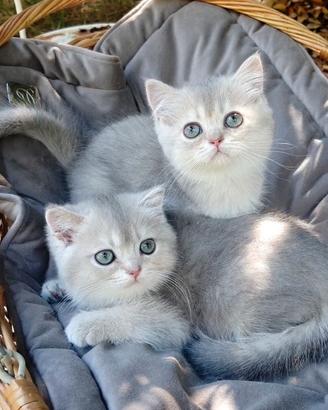 Gattini SCOTTISH blue golden shaded