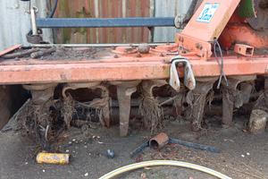 Rotante sirio ortolan