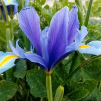 Vari bulbi di iris
