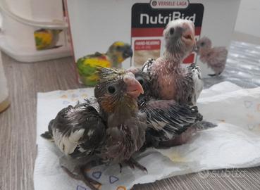 Calopsiti da imbecco a Ginosa