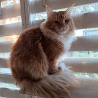 Maine coon di un anno e mezzo