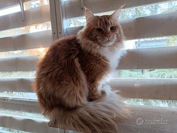 Maine coon di un anno e mezzo