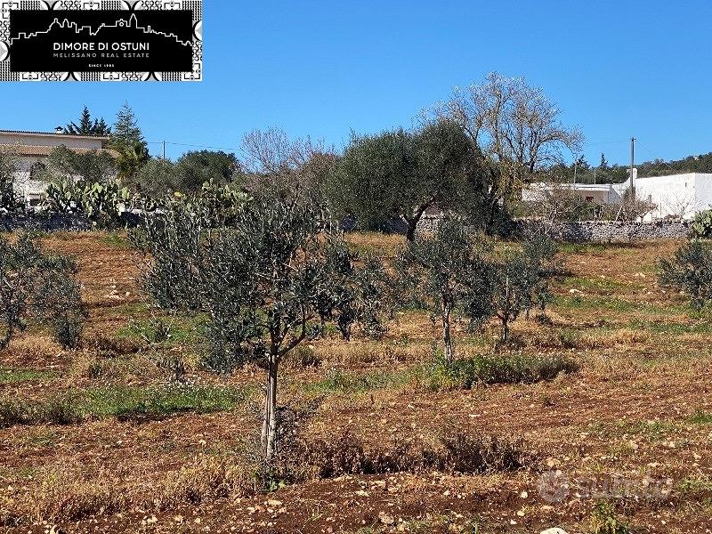 TERRENO FRONTE STRADA 1.5Ha - OSTUNI - Vista 4
