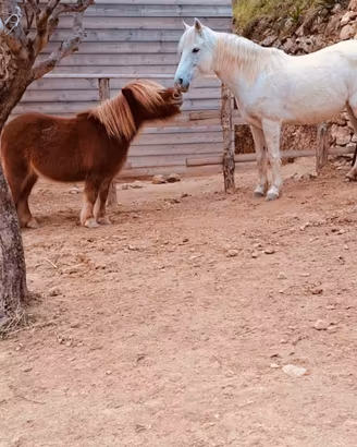 Cavalla e pony 