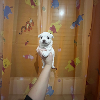 Mini maltipoo toy