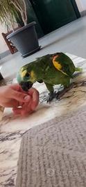 Caicco testa arancio e amazzone fronte blu