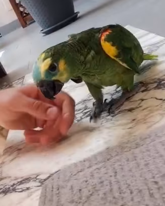 Caicco testa arancio e amazzone fronte blu