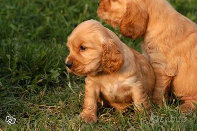 Cocker Spaniel fulvo rossiccio