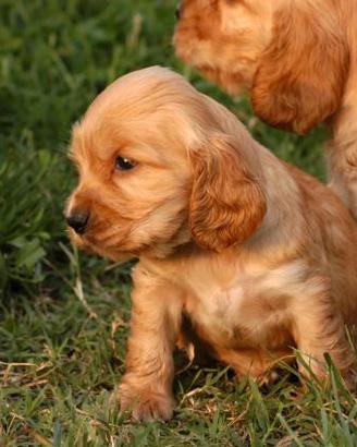 Cocker Spaniel fulvo rossiccio