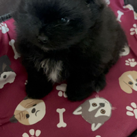 Pomerania maschietto