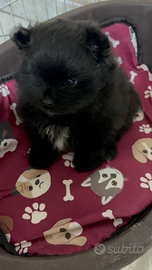 Pomerania maschietto