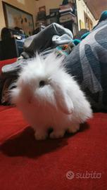 coniglio fuzzy loop
