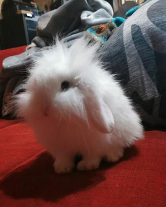 coniglio fuzzy loop