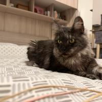 Cucciola Maine Coon