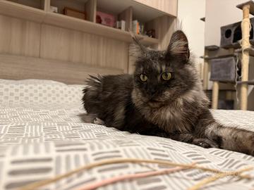 Cucciola Maine Coon