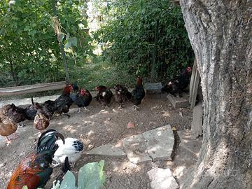 Galline marans