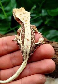 Geco ciliatus