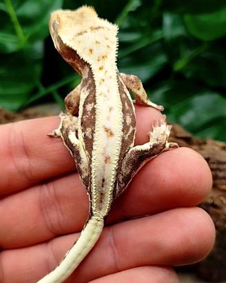 Geco ciliatus