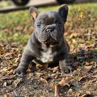 Strepitoso maschietto bulldog francese blue