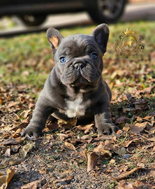 Strepitoso maschietto bulldog francese blue