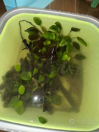 Anubias barteri grande (circa 35/40 cm)