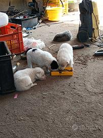 Cagnolini