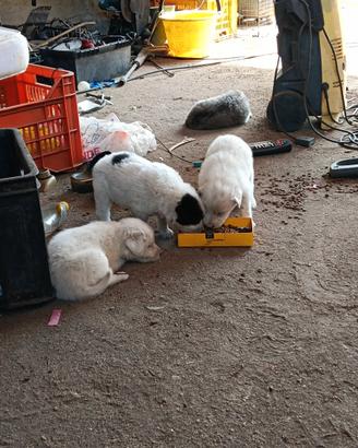 Cagnolini