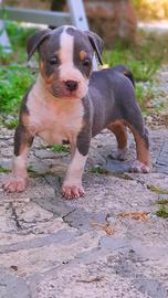 Pitbull tricolor e blue nose