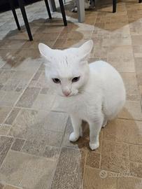 Gatto bianco domestico