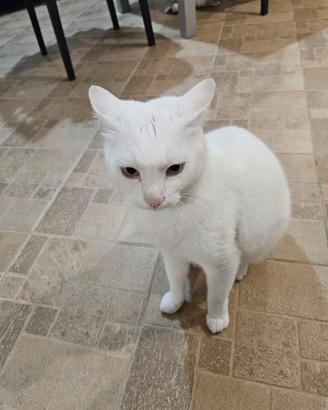 Gatto bianco domestico