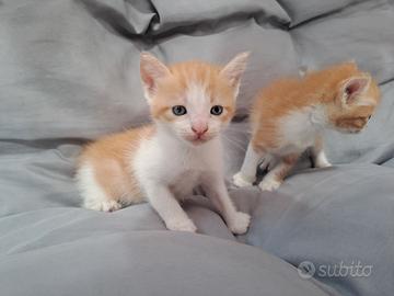 Stupendi gattini