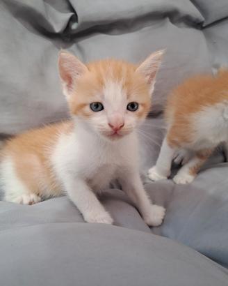 Stupendi gattini