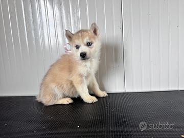 Siberian Husky con pedigree enci