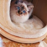 Cucciolo Sacro di Birmania con pedigree