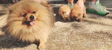Cucciola Spitz di Pomerania