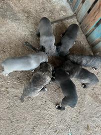 Cuccioli incrocio corso/pitbull