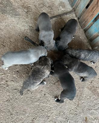 Cuccioli incrocio corso/pitbull