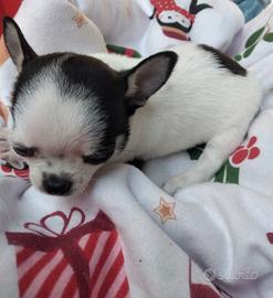 Chihuahua