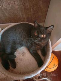Cuccioli da genitori British Shorthair Neri