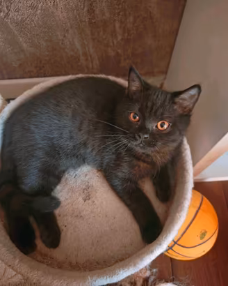 Cuccioli da genitori British Shorthair Neri